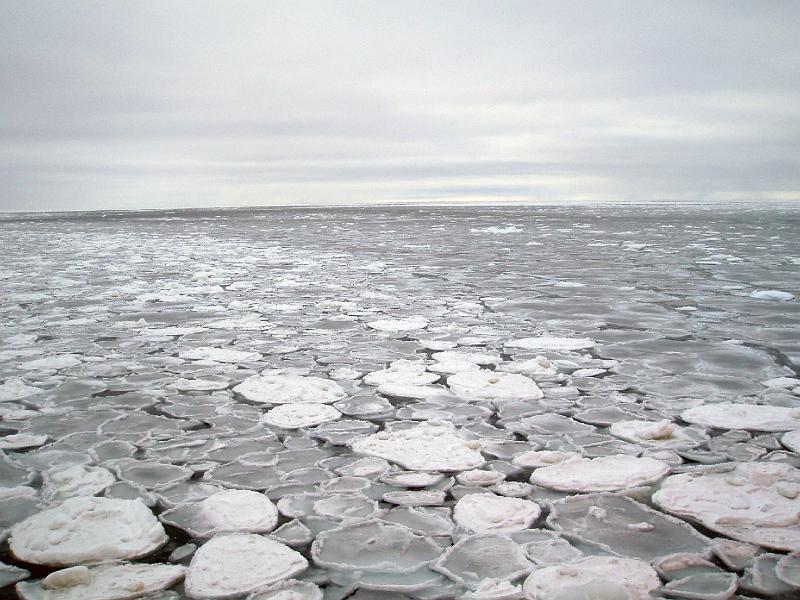 SIMBA site/Ice Types/pancakes cementing to form young grey ice